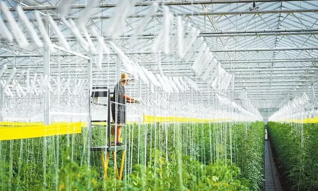 加強規?；N植基地建設與農業生產托管服務，助力蔬菜產業穩定發展